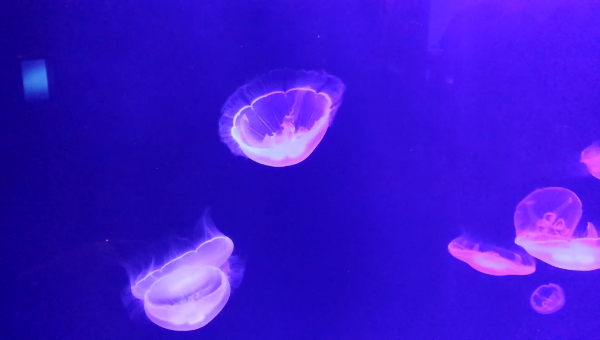 jellyfish サムネイル